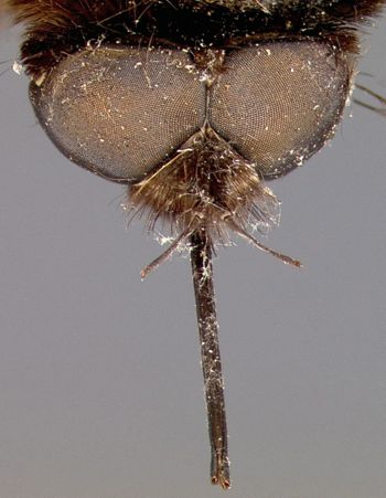 Media type: image;   Entomology 12696 Aspect: head frontal view